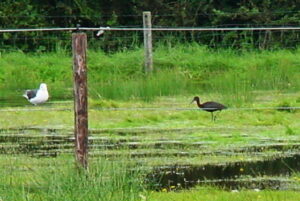 Zwarte Ibis
