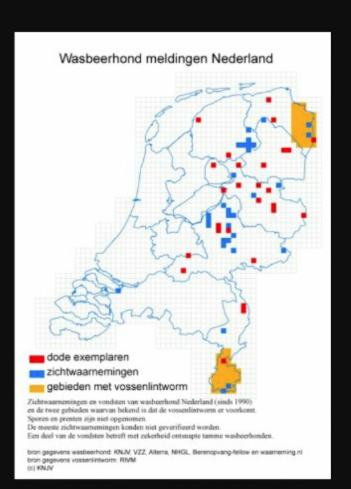 Wasbeerhond