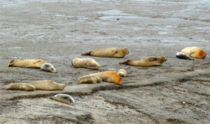 Oranjefeest bij de zeehonden