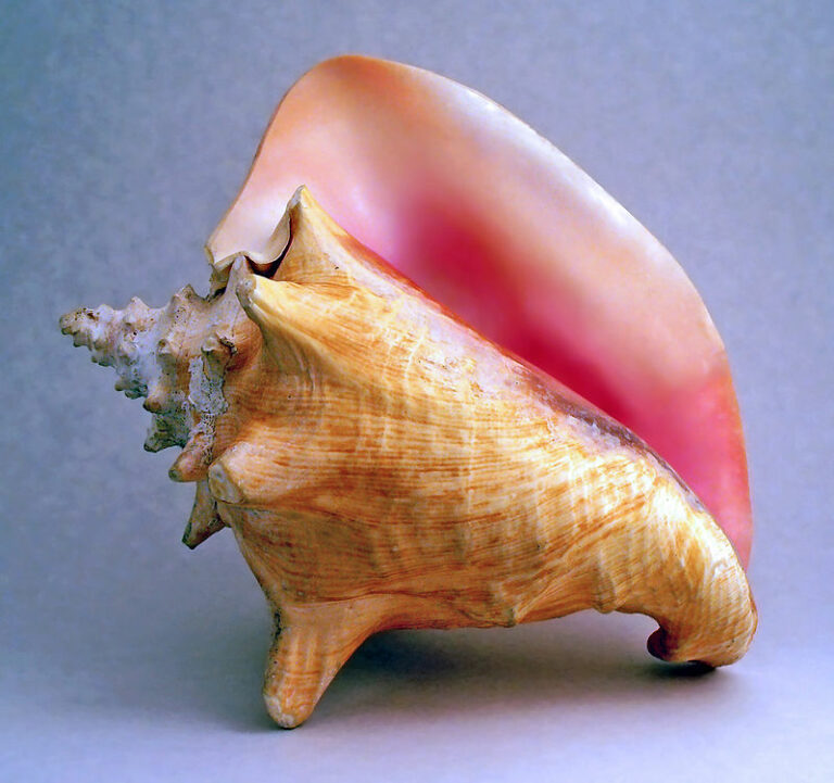 1099 - Conch schelp – Koninginneschelp