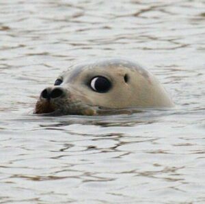Pieterburen boos om twee nieuwe zeehondenopvangen