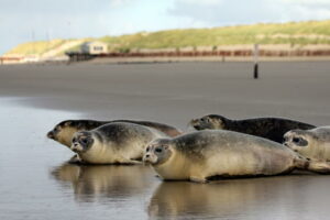 Zeehonden