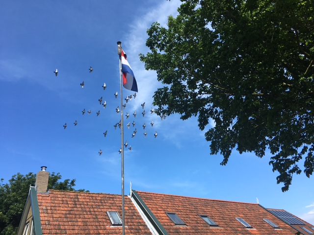 geslaagd