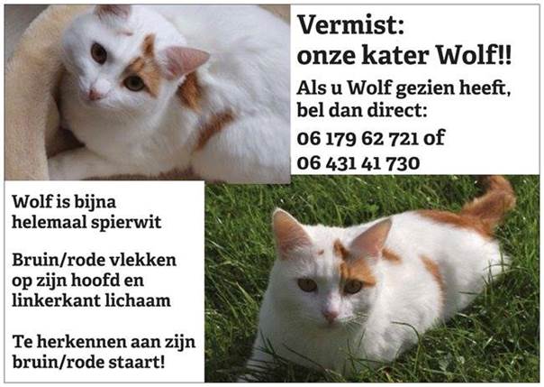 Kater Wolf
