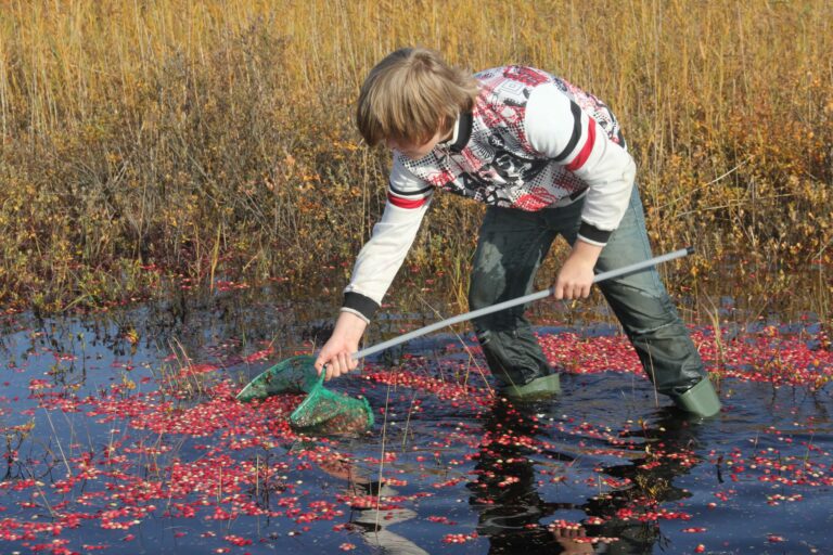 cranberries