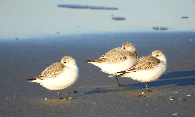 Strandlopertje