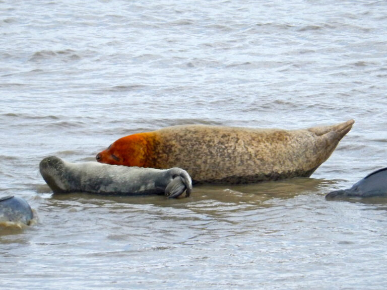 Oranjekoorts