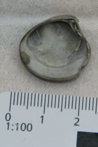 Breedgeribde venusschelp