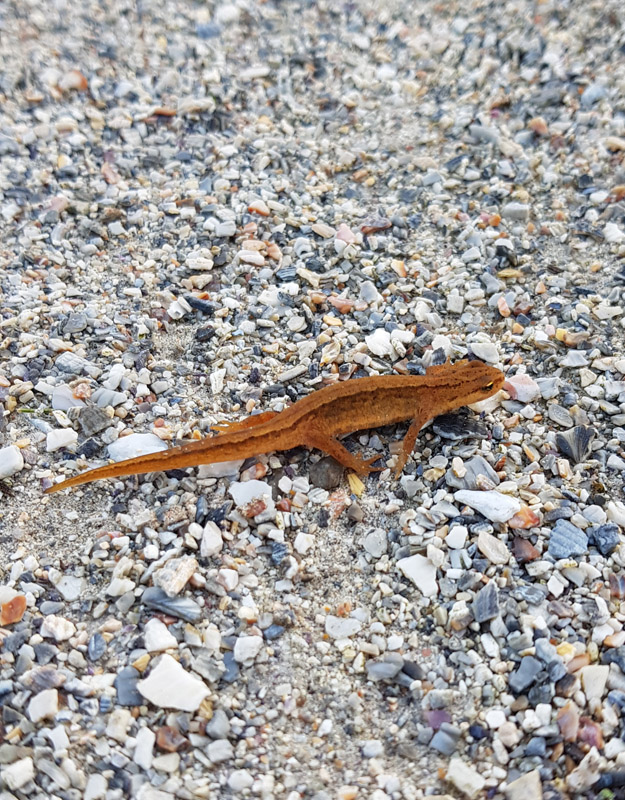 Mijn Ameland Foto 32