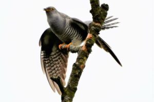 37. Mijn Ameland Foto