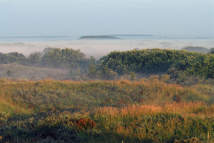 Hagedoonveld