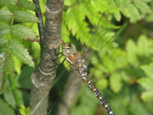 Libelle