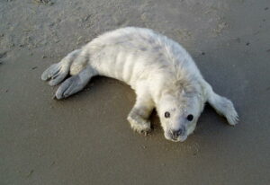 Zeehond