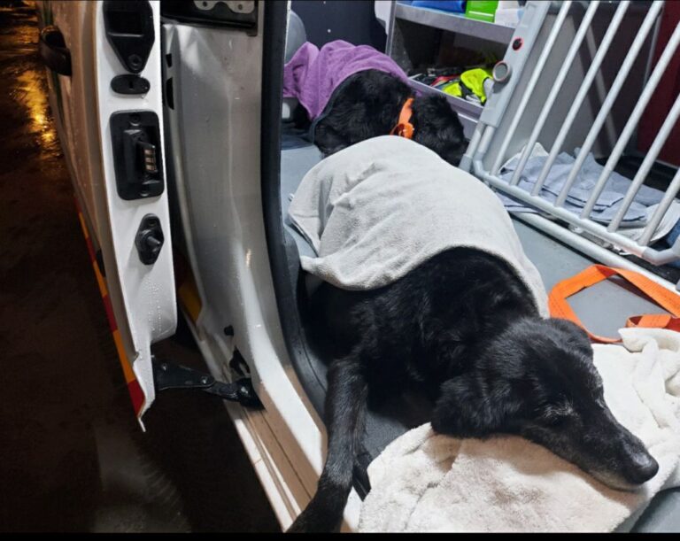 Dierenambulance Ameland vraagt steun voor nieuwe ambulance