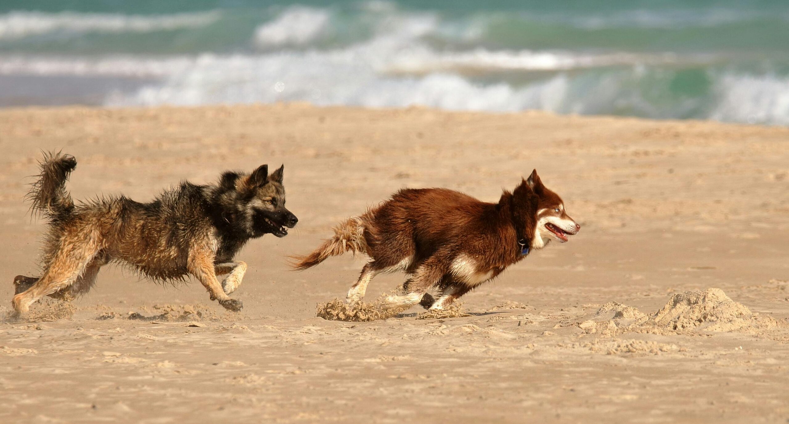 Ameland met hond; Alles wat je moet weten