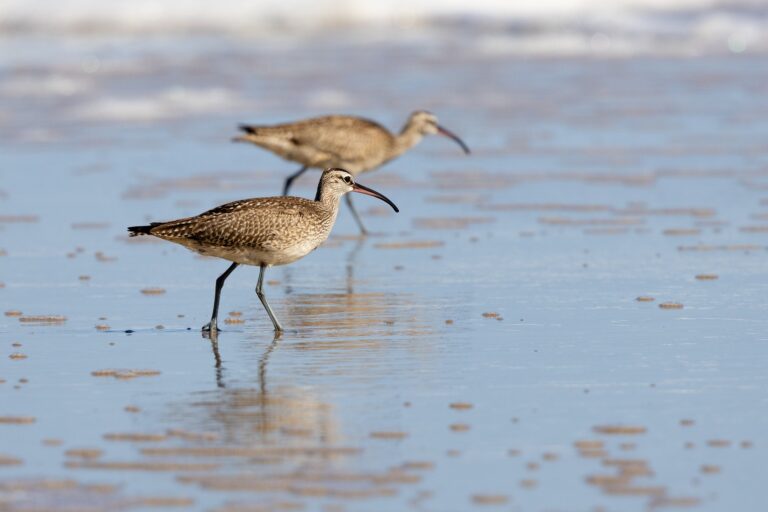 Wij&Wadvogels: hoe bezoekers helpen bij vogelbescherming in het Waddengebied