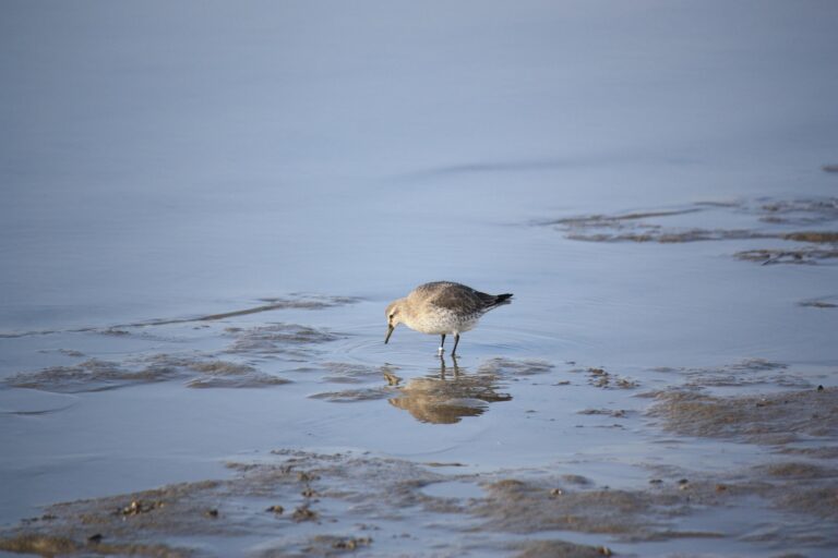 Ameland sluit zich aan bij BOA-convenant voor betere natuurhandhaving Waddenzee