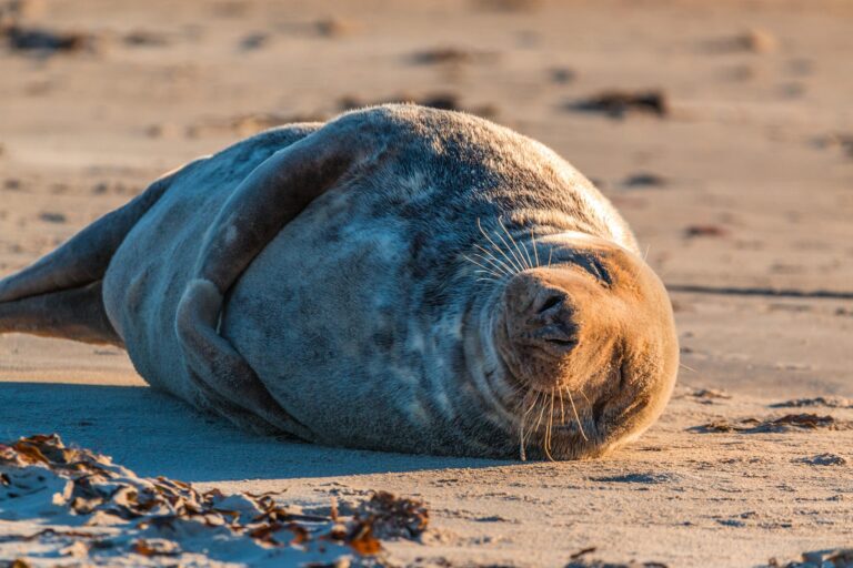 Vogelgriep aangetoond bij dode zeehond na onderzoek in zeehondenopvang WEC