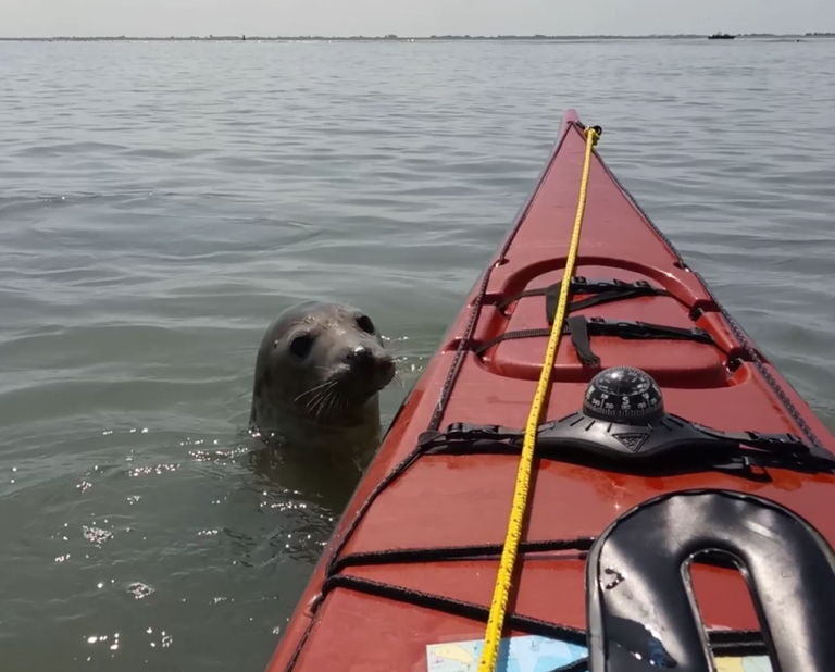 Pleidooi voor doorvaart zeehondengebieden bij hoog water