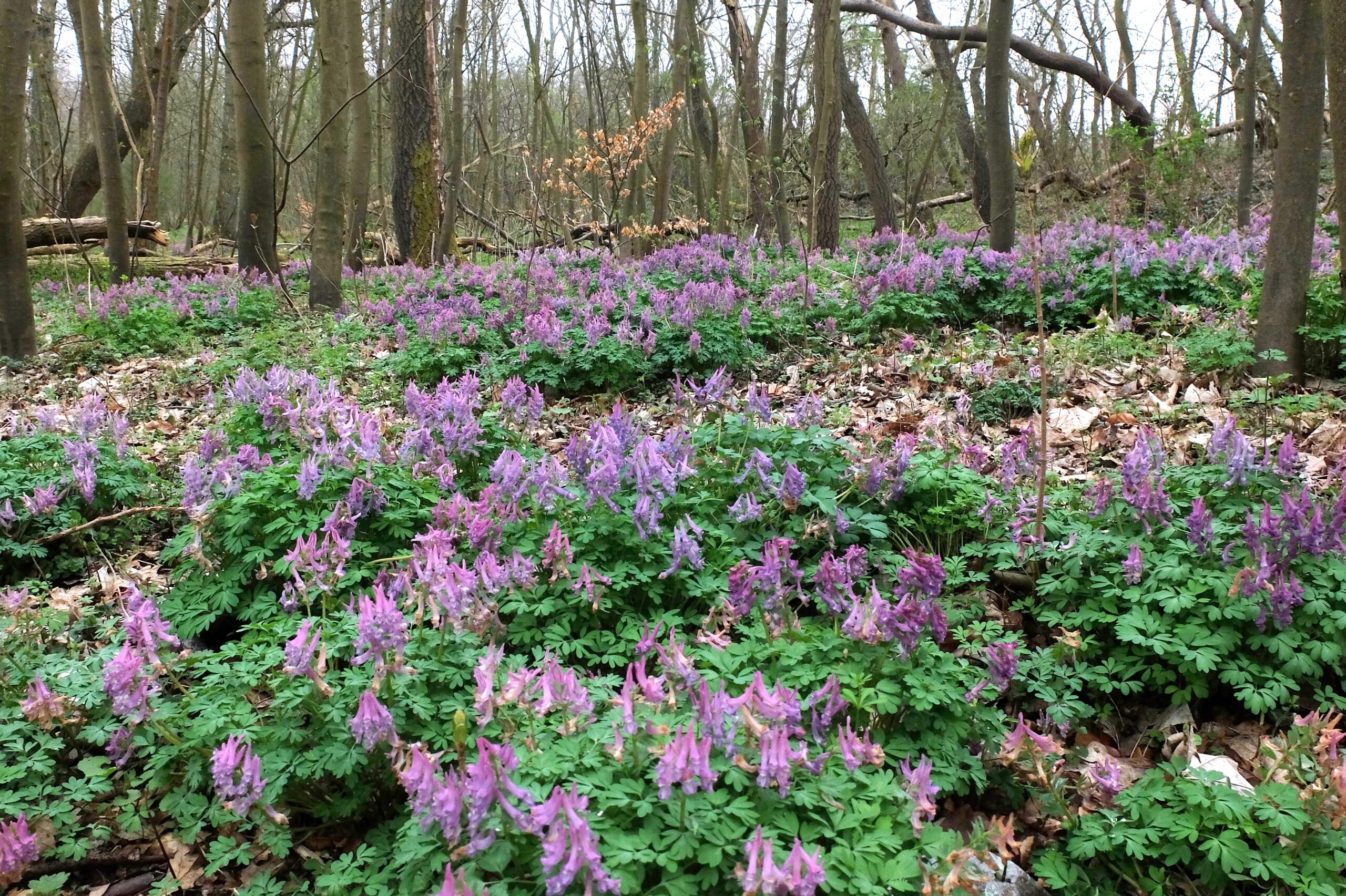 Vandaag in het duin: Op zoek naar de vingerhelmbloem