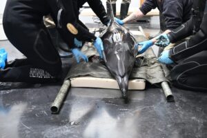 Dolfijn Djay-Lynn overleden in opvang