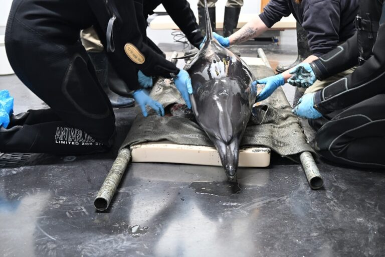 Dolfijn Djay-Lynn overleden in opvang