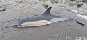 Twee gewone dolfijnen gestrand bij Wierum; één leeft nog