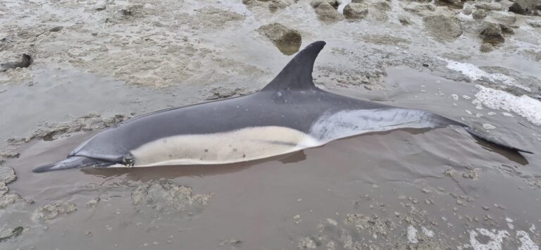 Twee gewone dolfijnen gestrand bij Wierum; één leeft nog