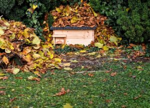 Tuintip januari: Maak een plekje voor dieren in de tuin