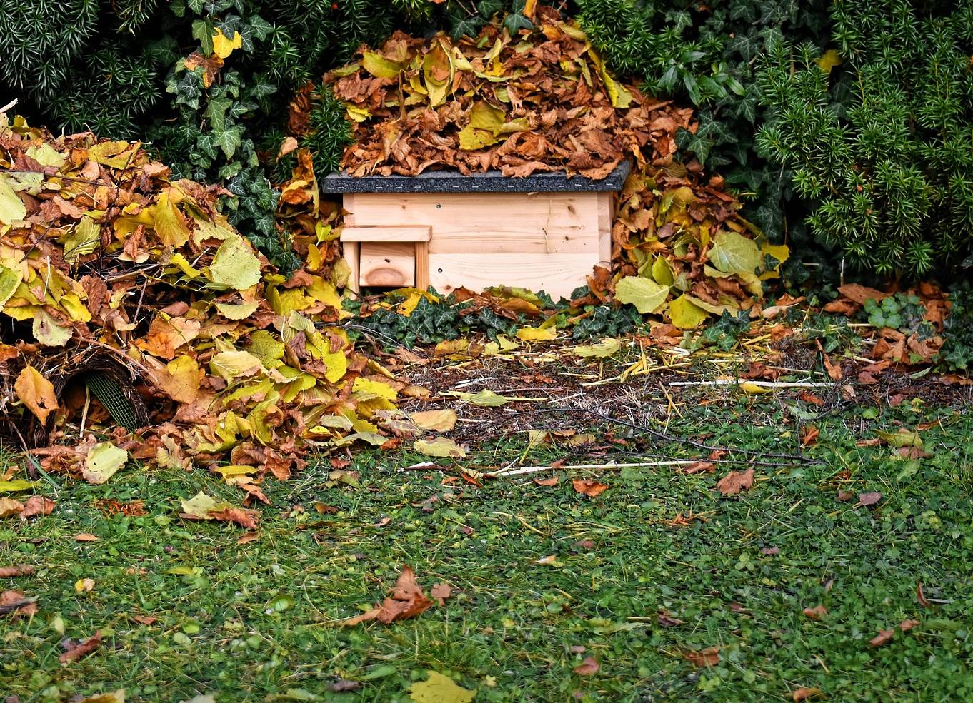 Tuintip januari: Maak een plekje voor dieren in de tuin