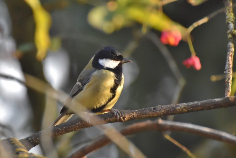 Nationale Tuinvogeltelling 2026: huismus verliest koppositie aan koolmees