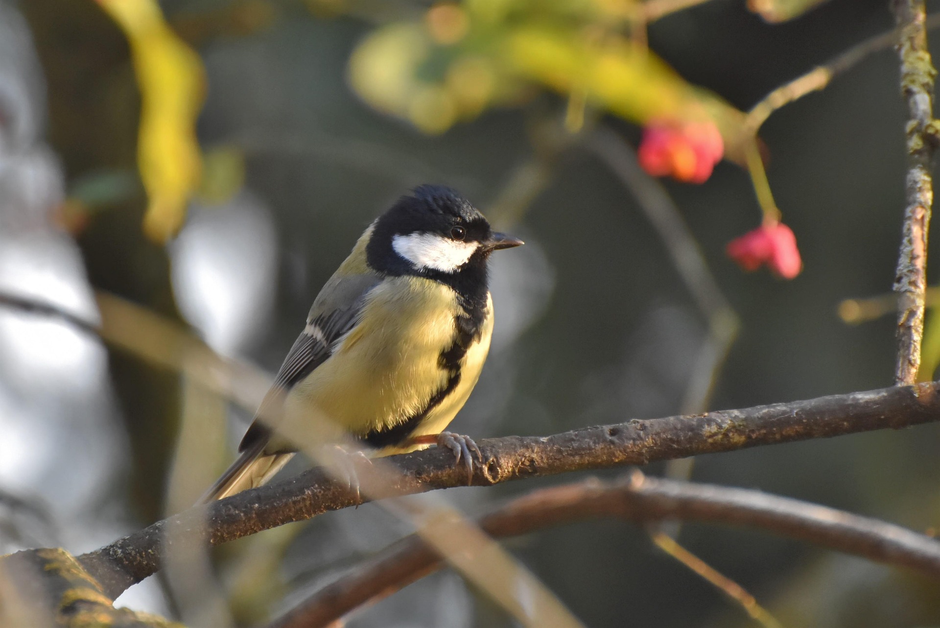Nationale Tuinvogeltelling 2026: huismus verliest koppositie aan koolmees