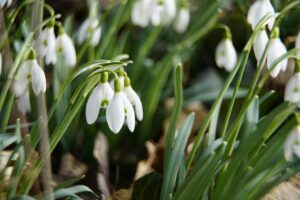 Tuintip februari: bereid je tuin voor op de lente