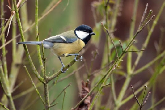 Huismus verliest koppositie aan koolmees