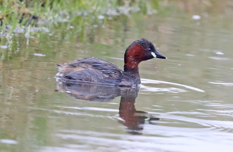 Vandaag in het duin: Op zoek naar de dodaars