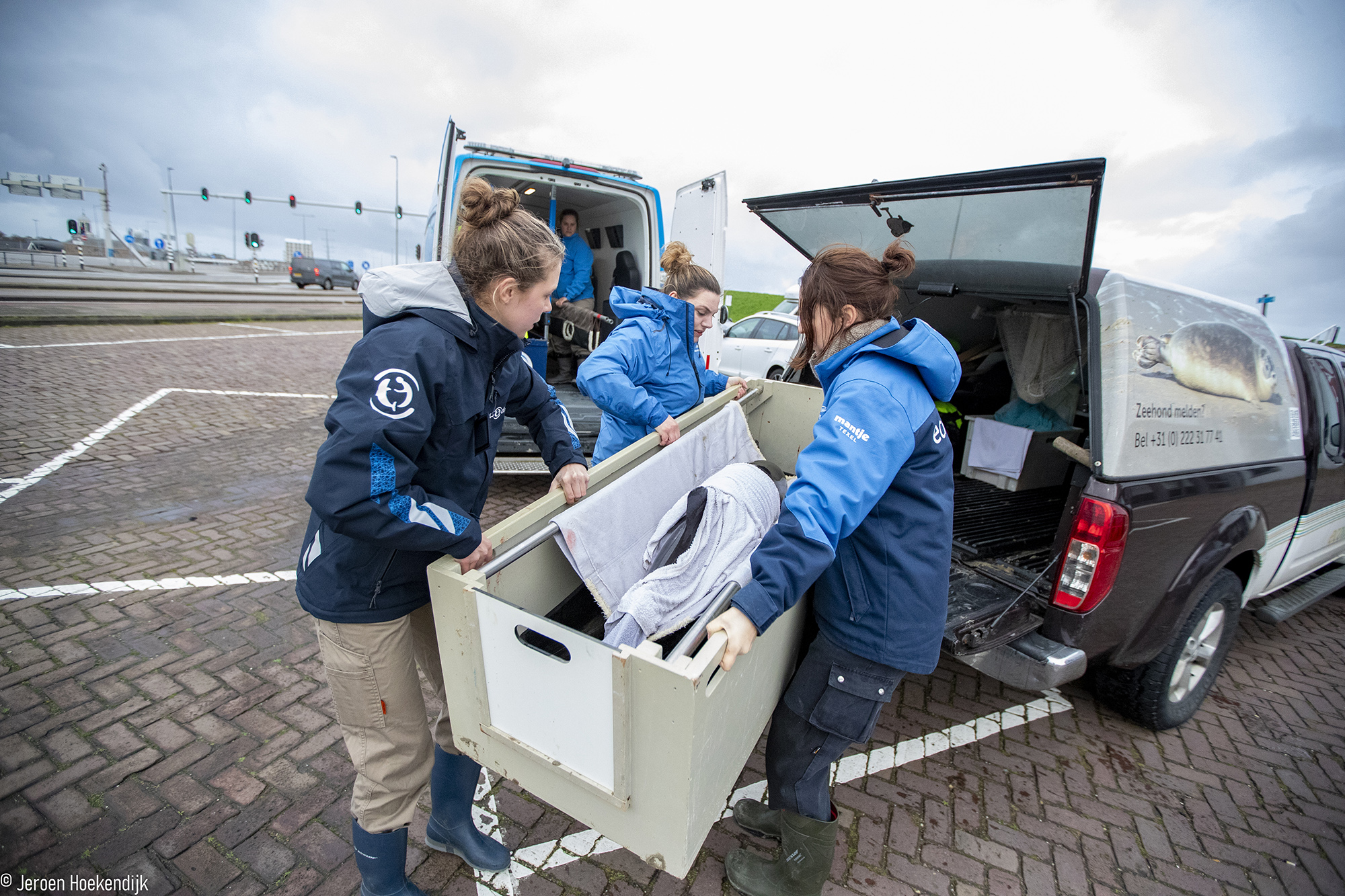 Levende bruinvis van strand gehaald