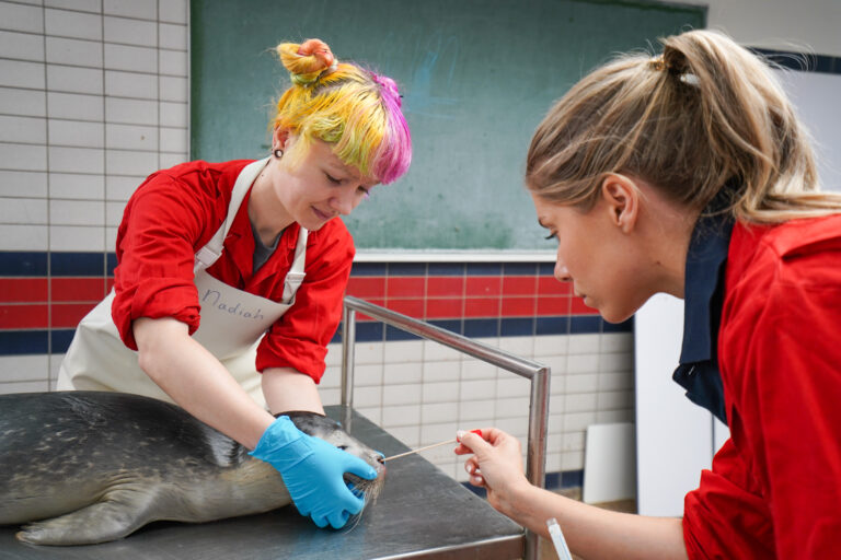 Verdiepend onderzoek naar afname zeehonden in Waddenzee van start