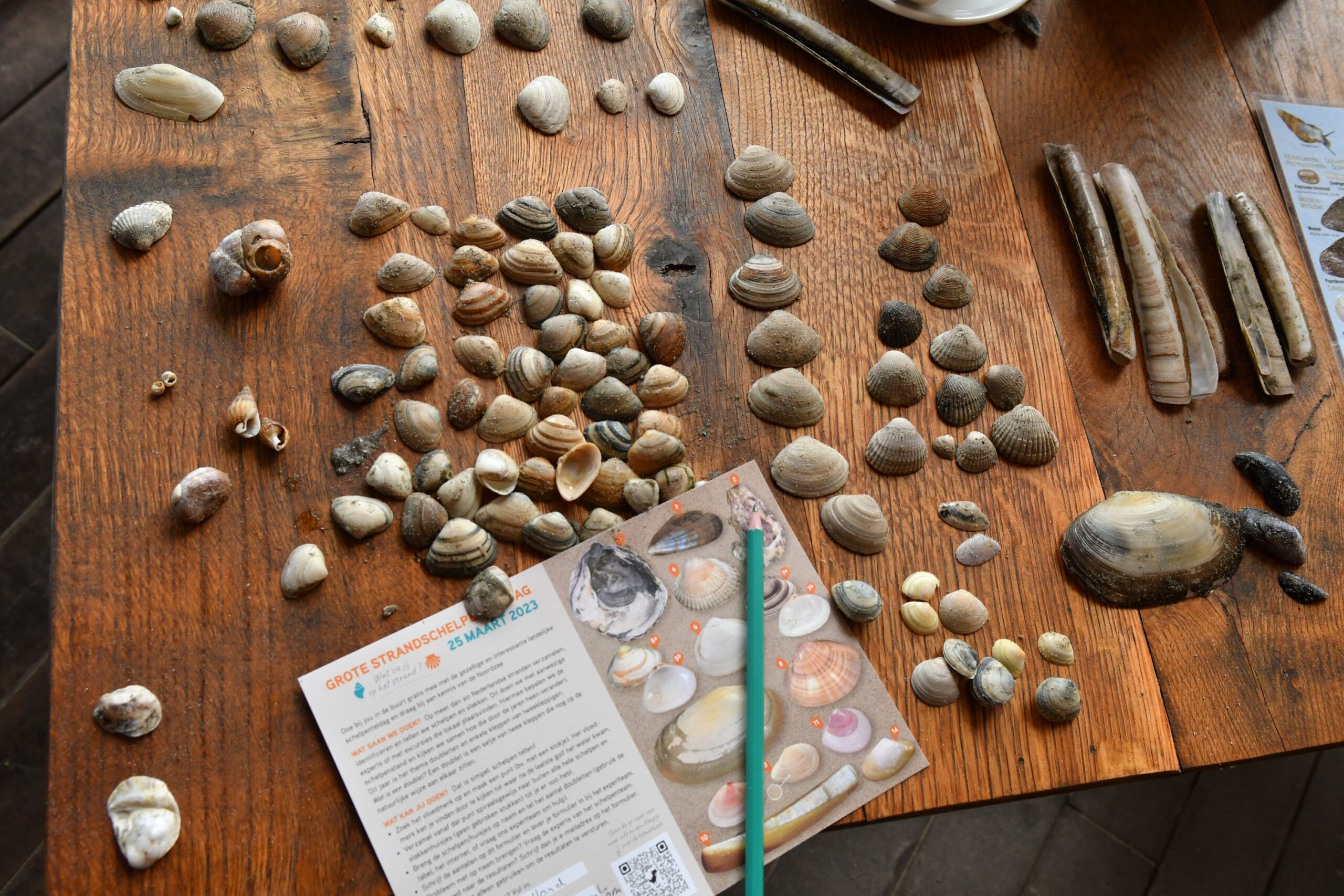 Nationale Schelpenteldag al weer voor het vijfde jaar op rij