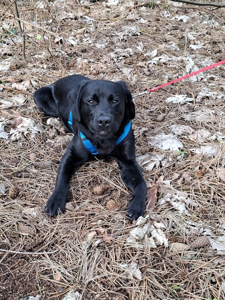 Hond gevonden nabij Hollum