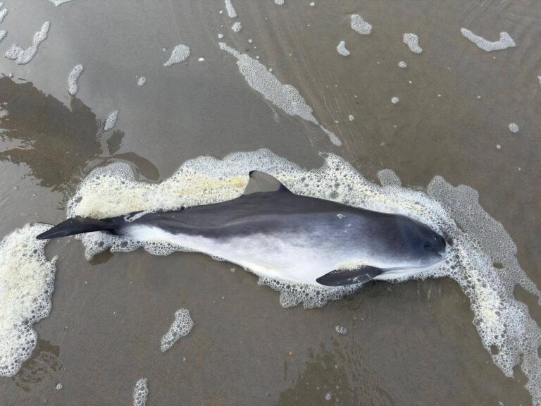 Dode bruinvis aangespoeld op Ameland, onderzoek volgt in Utrecht