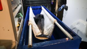 Bruinvis met verwondingen gered op Ameland