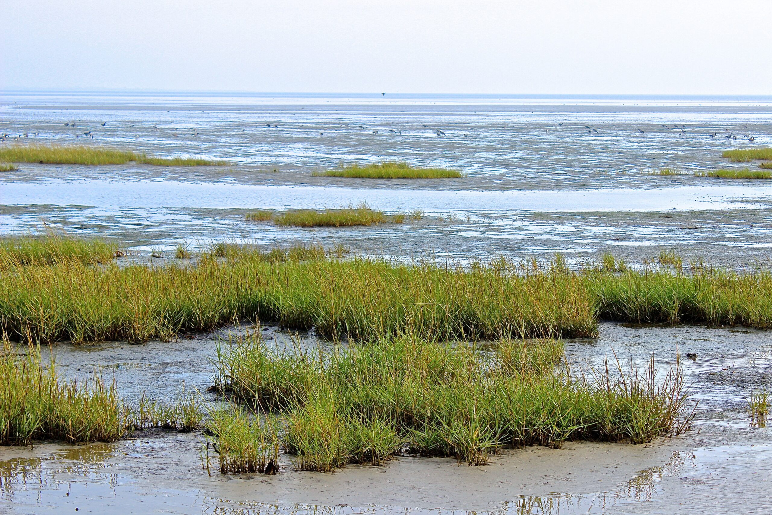 Informatieavond over zeegrasherstel en natuur op Ameland