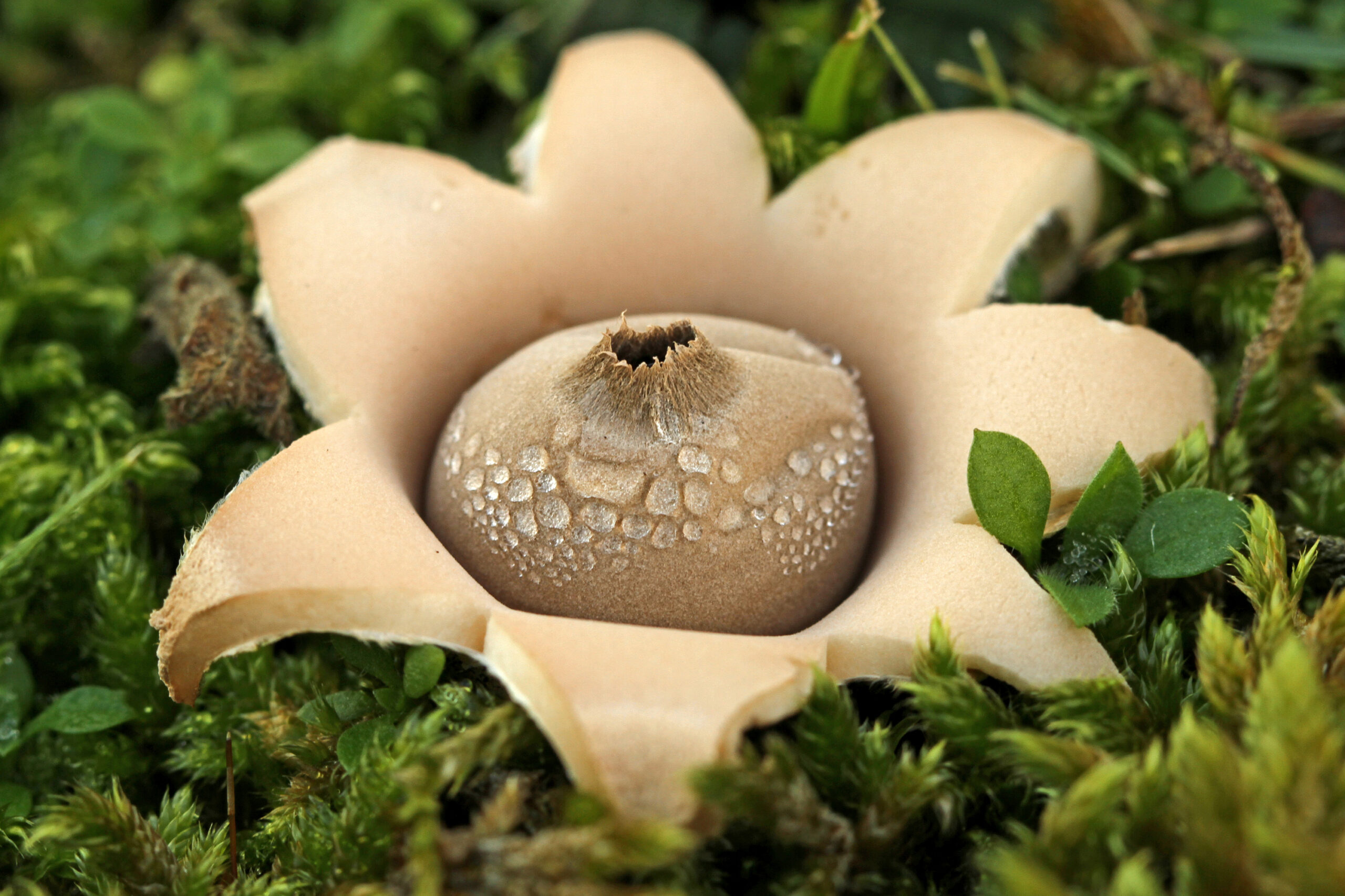 Vandaag in het duin: Op zoek naar aardsterren