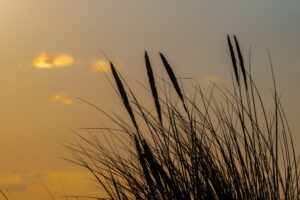 Kyra Brouwer — sfeerbeeld strand/duin Ameland, CC BY-SA 4.0 Dietmar Rabich / Wikimedia Commons